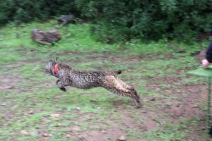 Ver en directo a linces o águilas imperiales en Sierra Morena desde casa ya es posible