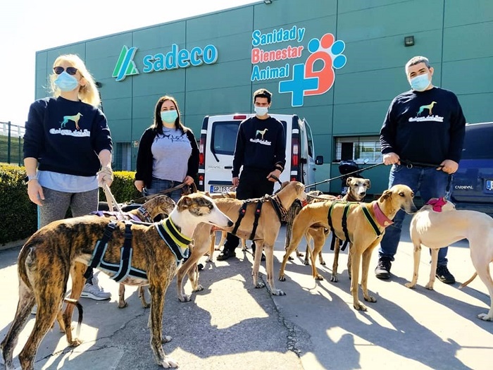 Una segunda oportunidad para 80 galgos rescatados este año en Córdoba