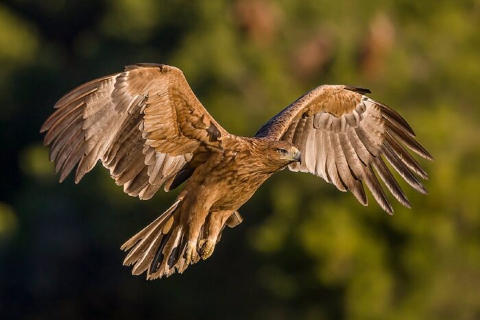 Andalucía acoge más del 20% de las parejas reproductoras de águila imperial ibérica