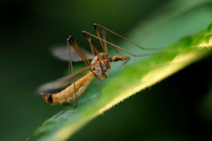 La Puebla del Río activa un plan de fumigación contra los mosquitos