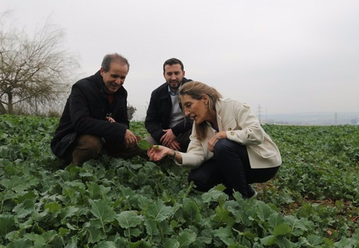 Pulverizar fertilizante aumenta hasta un 50% el contenido de zinc en el grano de trigo