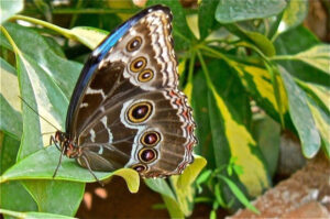 Nuevas especies llegan al Mariposario de Níjar en su reapertura