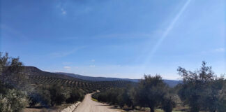 El paisaje del olivar andaluz, candidato a Patrimonio Mundial de la Unesco