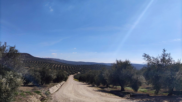 El paisaje del olivar andaluz, candidato a Patrimonio Mundial de la Unesco