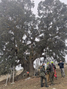 Buscan un tratamiento para la encina milenaria de La Peana de Serón