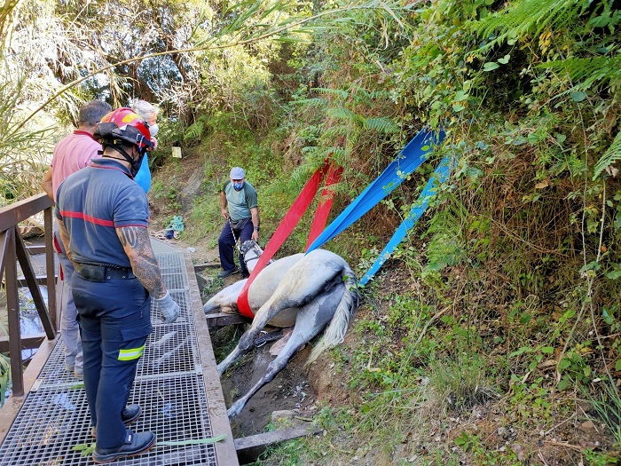 Rescatan a una yegua atrapada en una acequia en Marbella