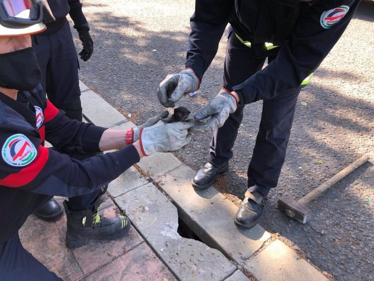 Bomberos de Huelva rescatan a cuatro cachorros de gato atrapados durante días