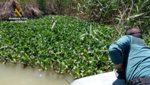 Tratan la invasión de camalote descubierta en la dársena del río Guadalquivir