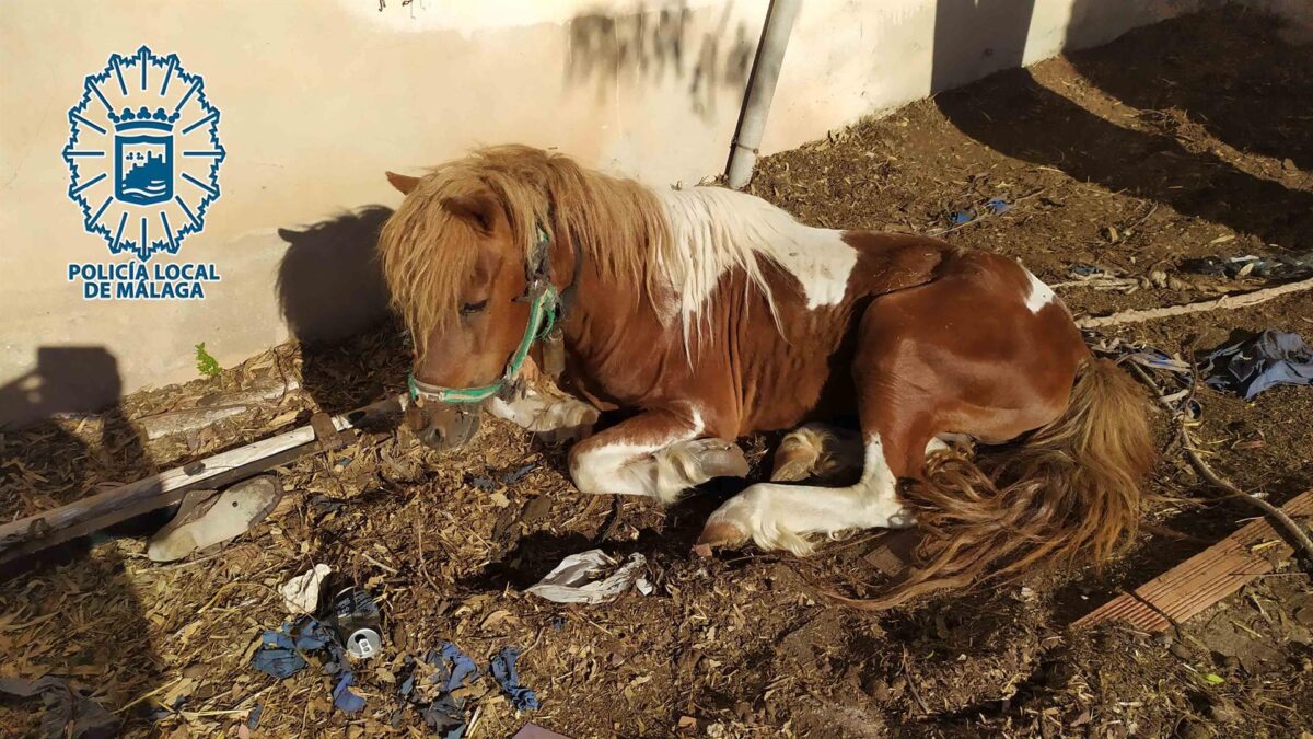 Investigado un hombre en Málaga por abandonar a su poni