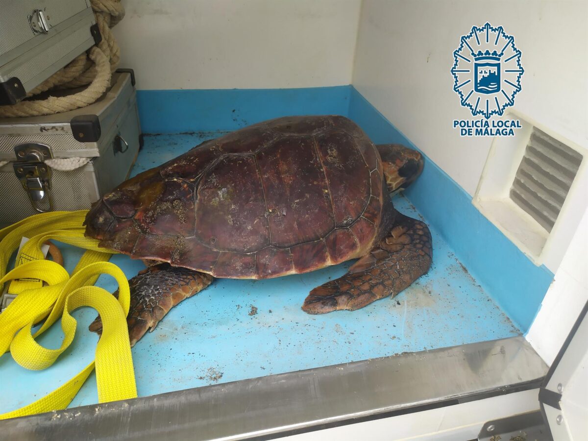 La Policía de Málaga rescata a una tortuga boba varada en la playa