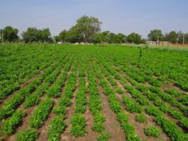 SAECA y los avales de coste 0 para el personal agrario