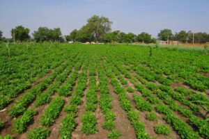 SAECA y los avales de coste 0 para el personal agrario