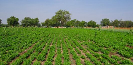 SAECA y los avales de coste 0 para el personal agrario