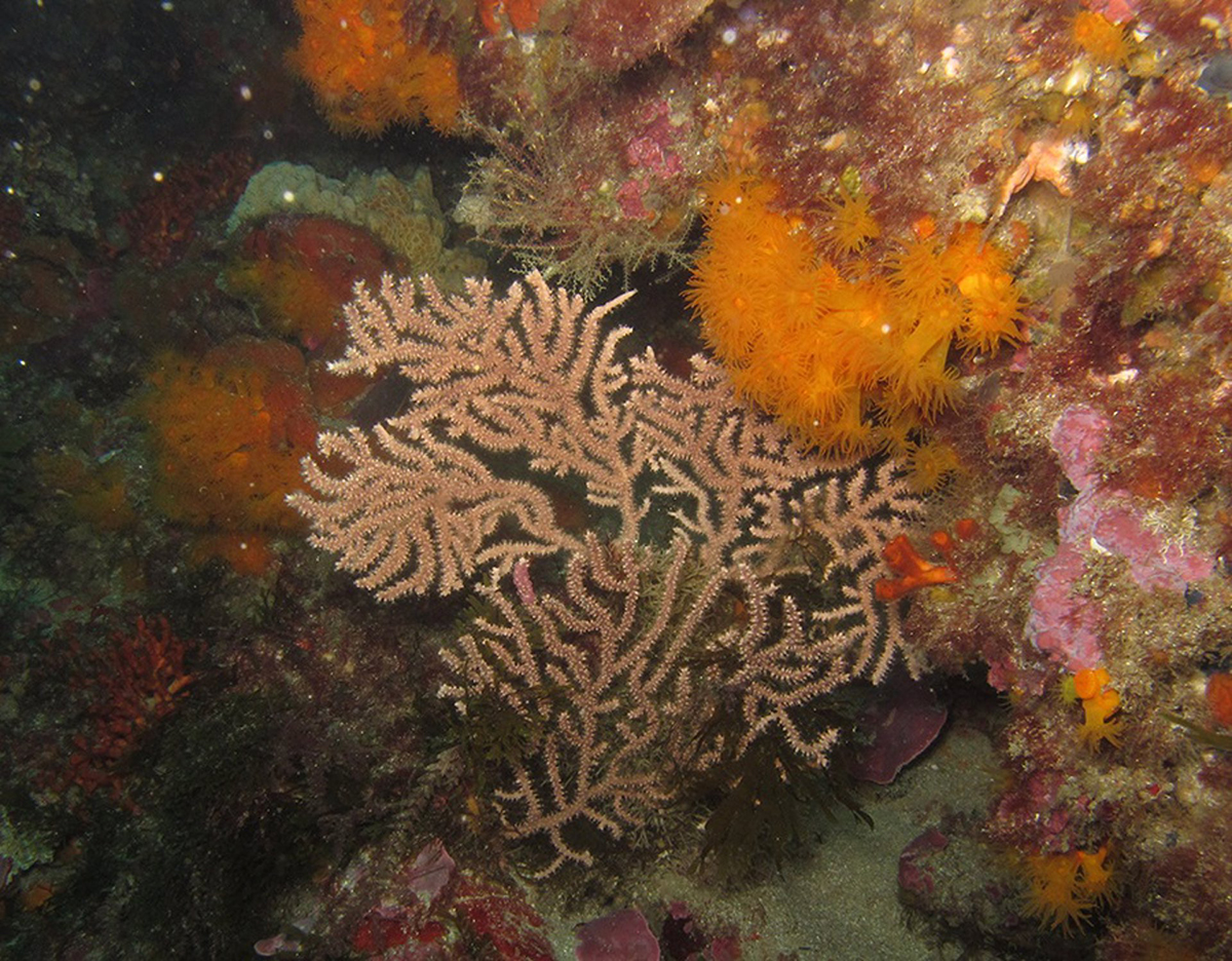 Un proyecto persigue restaurar los bosques de gorgonias en la Isla de Tarifa