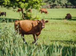 Criterios para elegir el tipo de financiación de un proyecto agrícola o ganadero