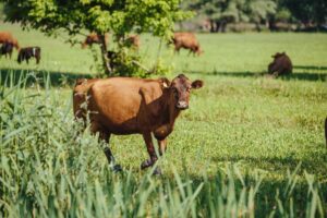 Criterios para elegir el tipo de financiación de un proyecto agrícola o ganadero