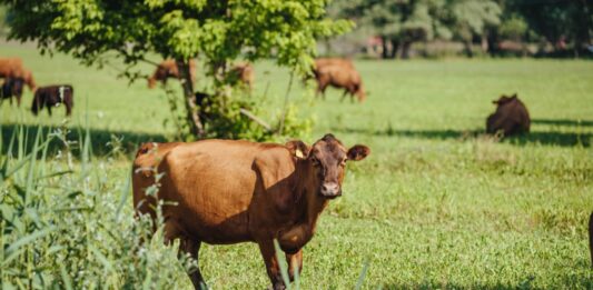 Criterios para elegir el tipo de financiación de un proyecto agrícola o ganadero