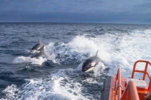 Velero auxiliado en aguas de Tarifa por el ataque de un grupo de orcas