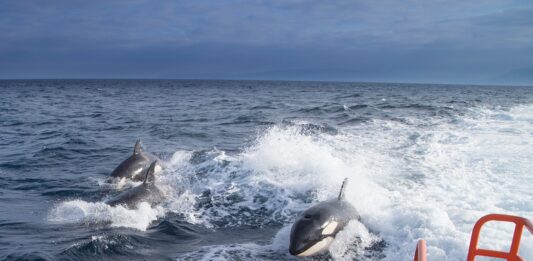 Velero auxiliado en aguas de Tarifa por el ataque de un grupo de orcas