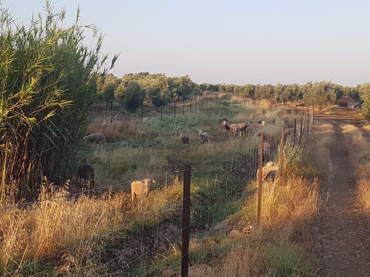 El pastoreo, una prueba piloto para el mantenimiento de La Campiña cordobesa