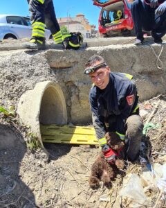 Rescatan a un cachorro de perro de agua atrapado en un desaguadero