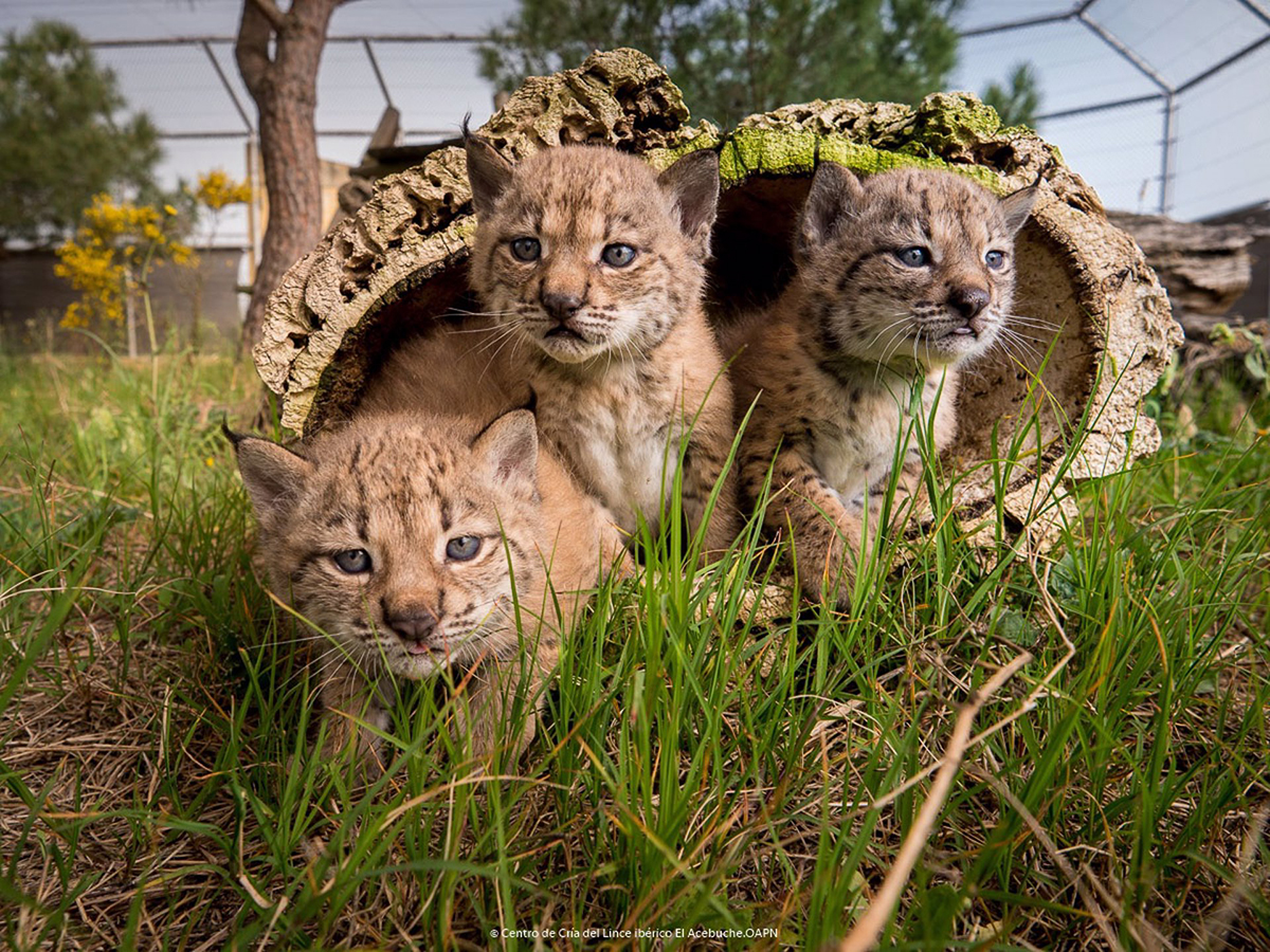 Nacen 11 cachorros de lince ibérico esta temporada en Doñana