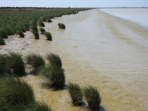 La calidad del plancton del estuario del Guadalquivir aumenta con la salinidad del agua