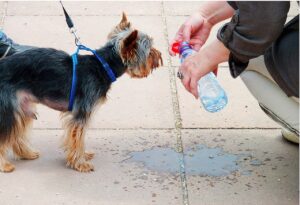 Cómo proteger a nuestras mascotas de un golpe de calor