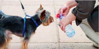 Cómo proteger a nuestras mascotas de un golpe de calor