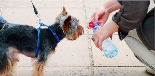 Cómo proteger a nuestras mascotas de un golpe de calor