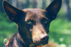 Detenida por mantener a su perro en una terraza sin asistencia veterinaria