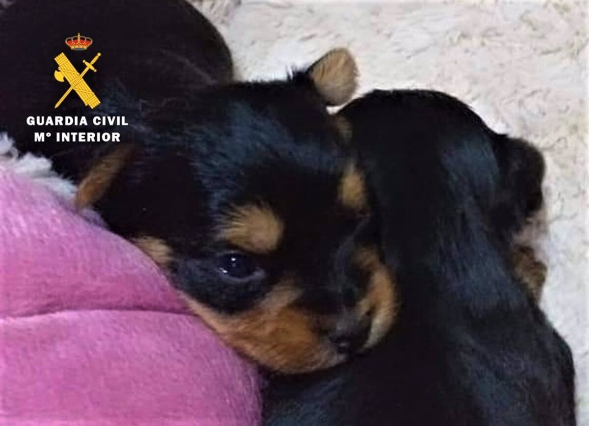 Detenida por utilizar fotos de cachorros en venta para estafar