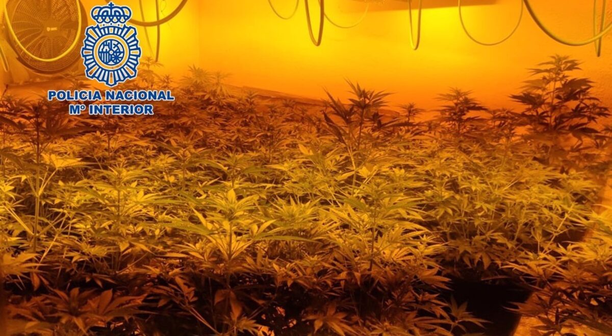 Intervienen hasta mil plantas de marihuana en un registro en La Puebla de Cazalla