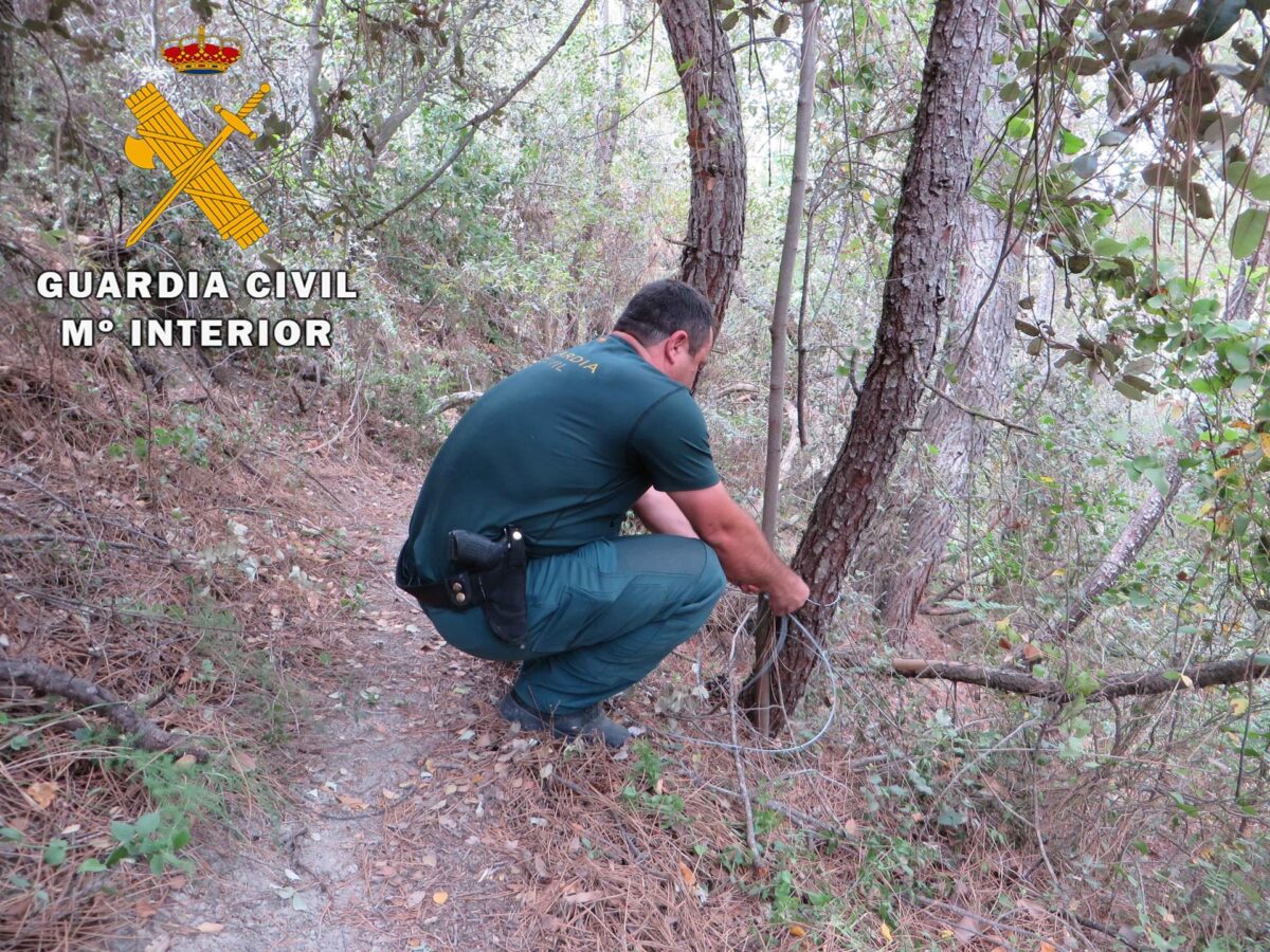 Investigan a un hombre que cazaba jabalíes con lazos en Cazorla