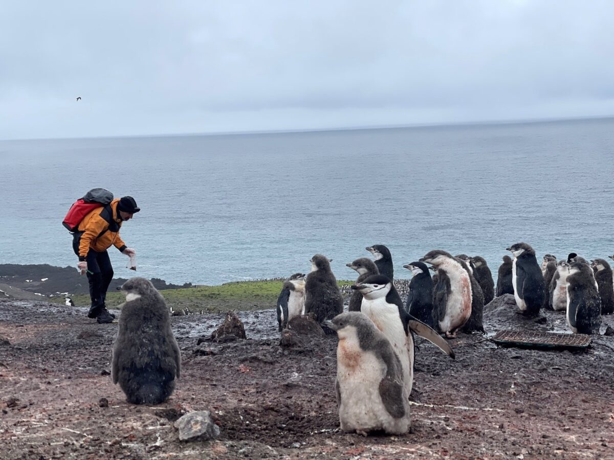 Los excrementos de pingüinos, esenciales en la conservación del medio marino antártido