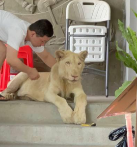 Rescatan a un león que tenían como mascota tras mostrarlo en una red social