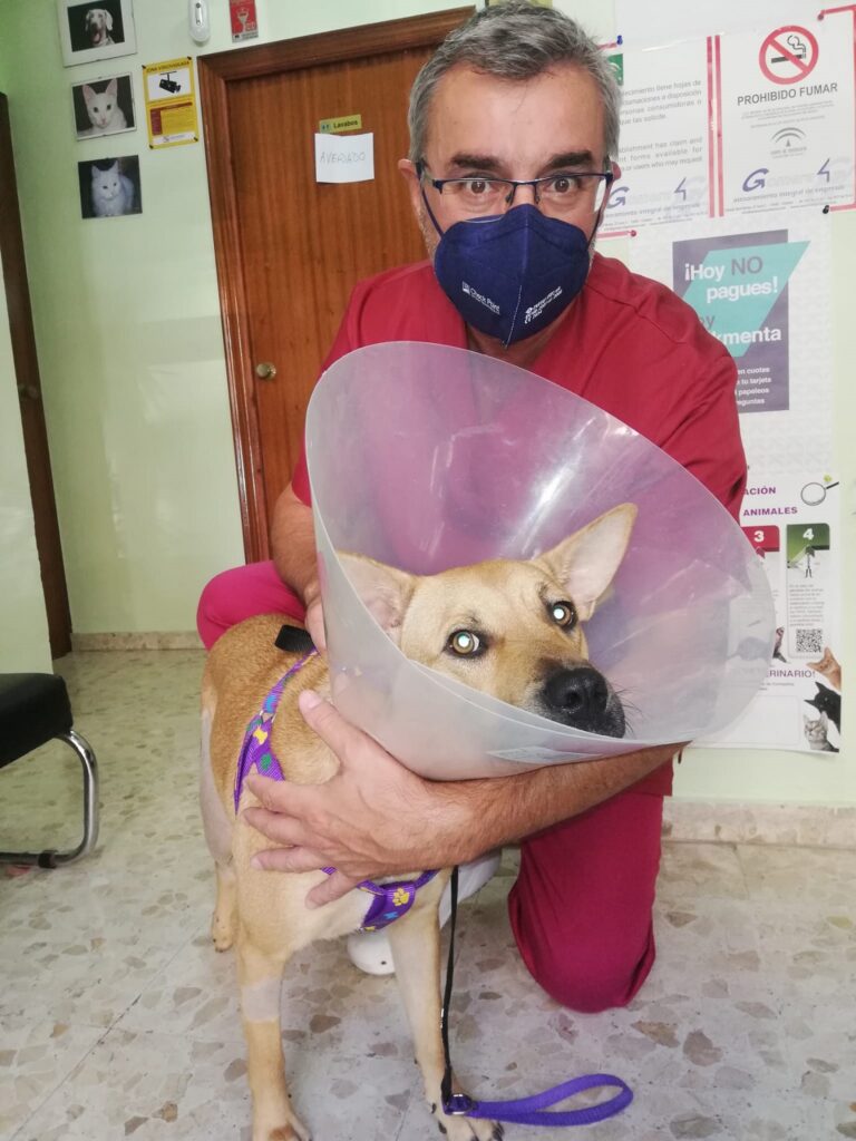 Amores peludos: qué necesita tu perro para ser una mascota feliz