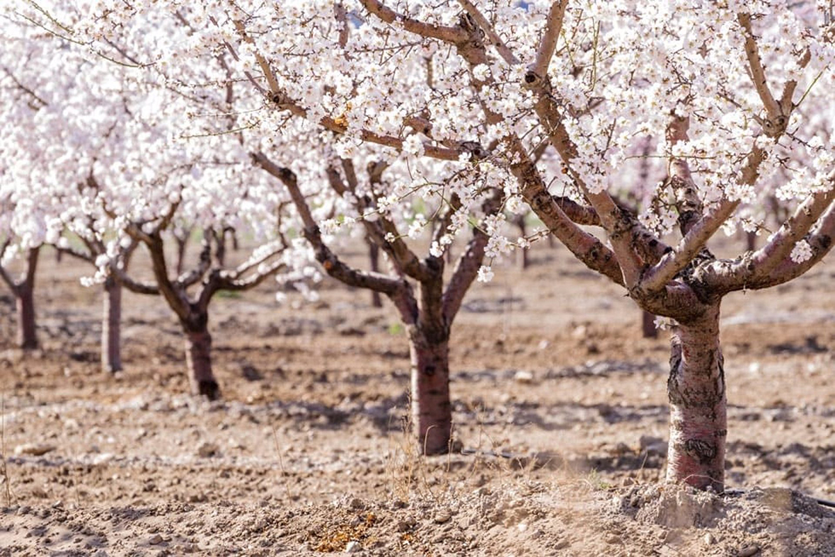 Andalucía mantiene su liderazgo nacional en producción de almendras