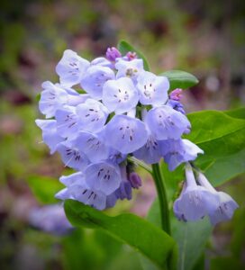 Descubren que la semilla de Mertensia tiene uso alimentario y farmacéutico