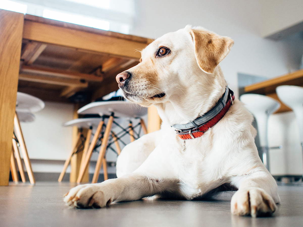 Nuestro magnífico amigo, el perro