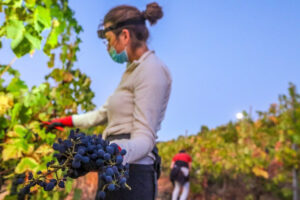 Auguran una vendimia de calidad muy buena en la Axarquía malagueña