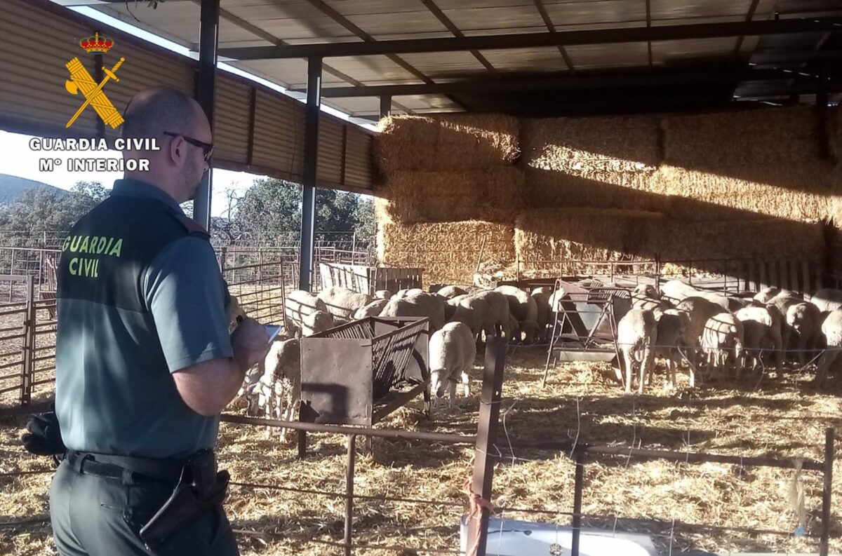 Detienen a los ladrones de 40 ovejas de trashumancia a su paso por Córdoba