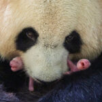 Dos pequeños bebés de oso panda nacen en un zoo francés