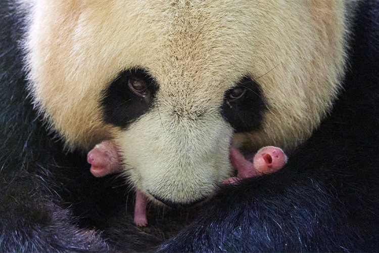 Dos pequeños bebés de oso panda nacen en un zoo francés