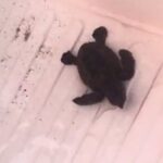 Nacen las primeras tortugas bobas del nido custodiado por voluntarios