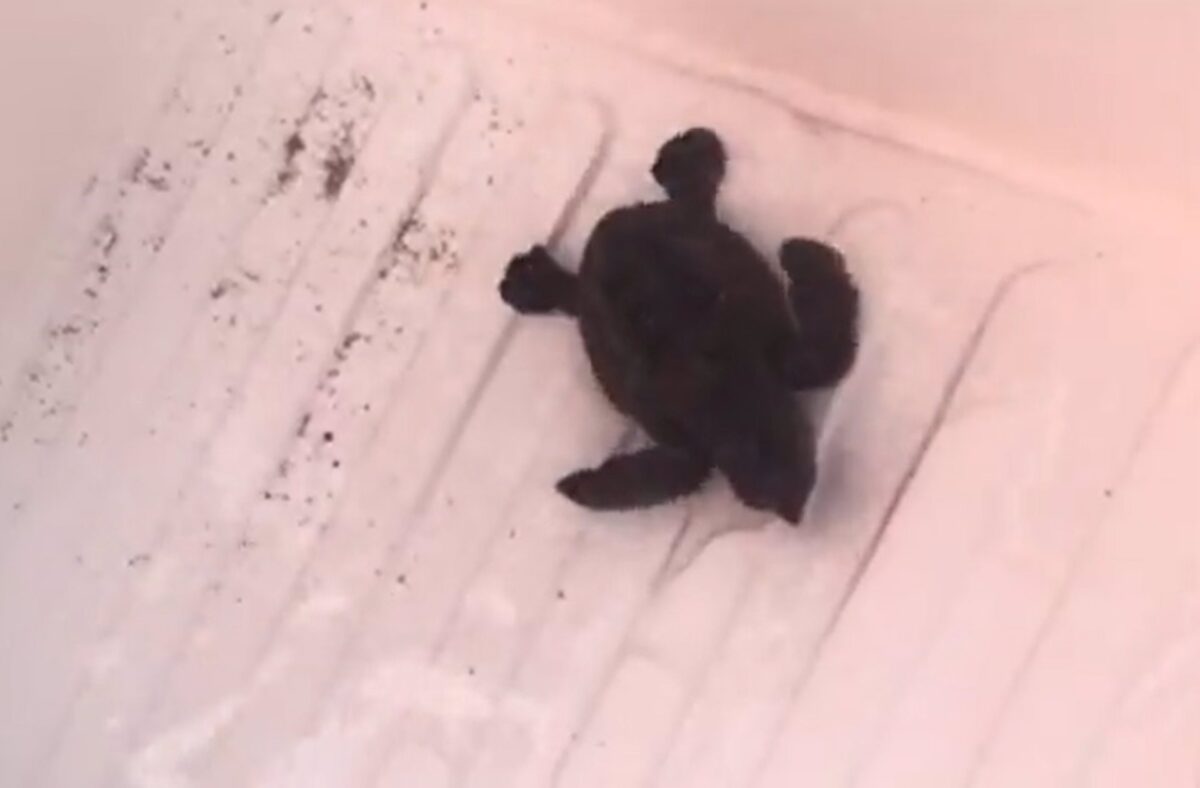 Nacen las primeras tortugas bobas del nido custodiado por voluntarios