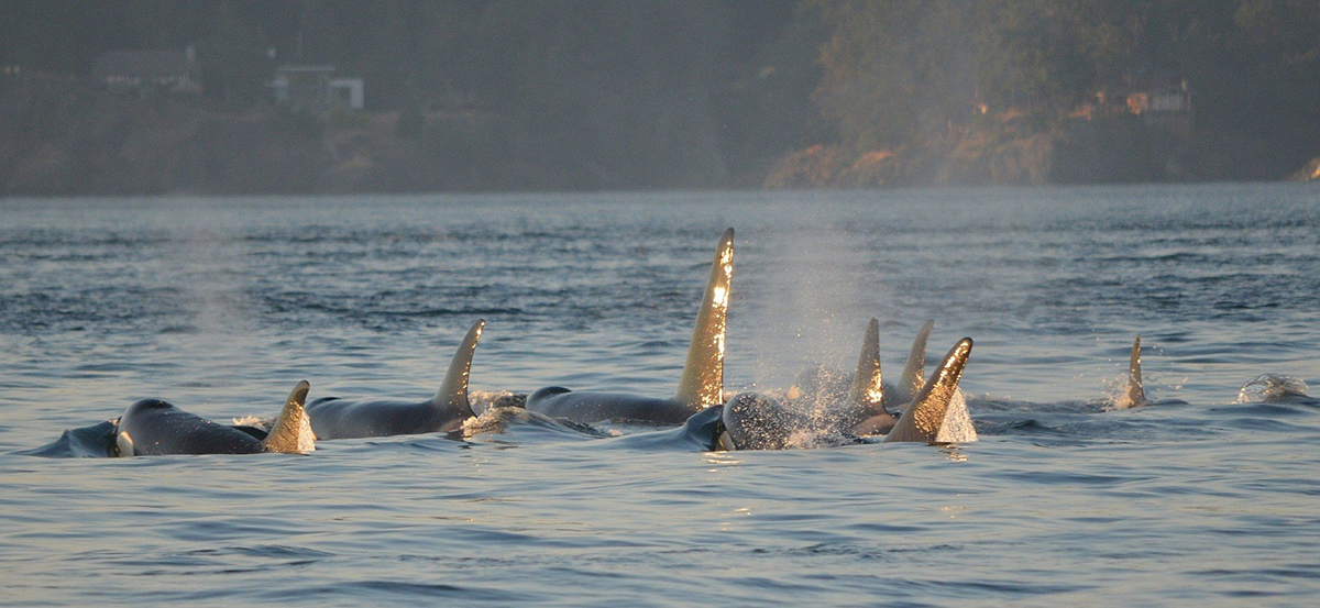 Instan a cumplir el protocolo establecido para evitar incidentes con orcas en Cádiz