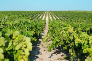 Una uva sana y de calidad empieza a vendimiarse en el Marco de Jerez