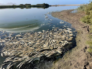 El proyecto de agrupación de vertidos El Toyo mejorará la depuración en Cabo de Gata