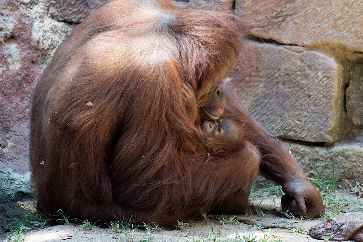 Un bebé orangután de Borneo, nuevo vecino de Fuengirola